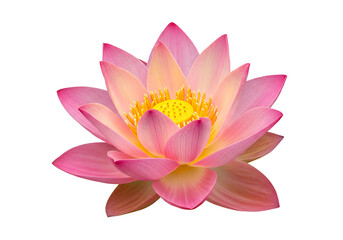 Pink lotus flower in full bloom, isolated on transparent background
