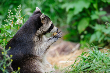 Waschbär