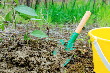 Plant saplings on Arbor Day