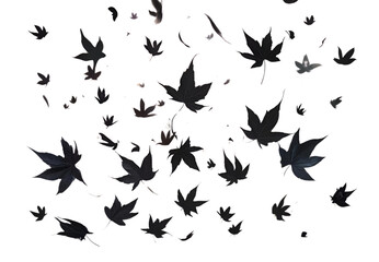 Fototapeta premium black leaves