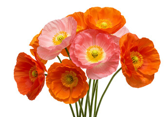 Obraz premium Bouquet of Colorful Poppies on Transparent Background
