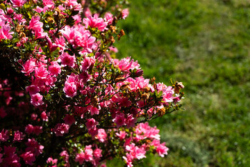 Photo de fleurs d'azalee pris en macro sur un arrire-plan vert