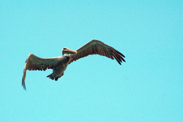 Brown pelican (Pelecanus occidentalis) in flight in Puerto Ayora, Galapagos, Ecuador