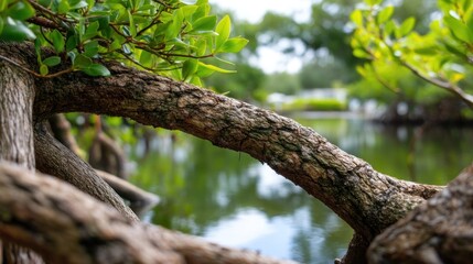 Mangrove branch over water with lush foliage and a blurred background. Nature use