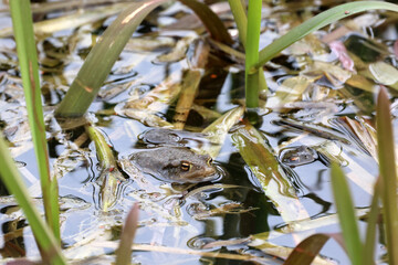 Toads in the breeding season in a pond