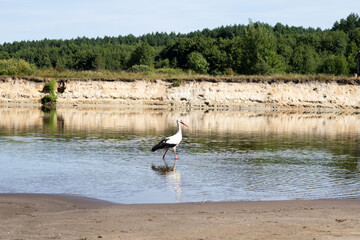 A white stork standing tall by the Sozh River, quietly watching the surroundings in a peaceful riverside scene.