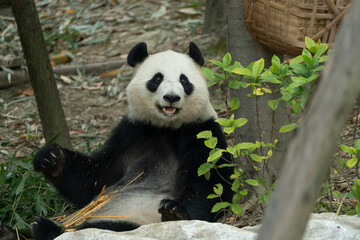 Taobang, a giant panda at the Chengdu Panda Base in Sichuan Province, China © ZCFei