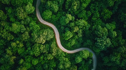 A winding path through a lush green forest, inviting adventure and exploration.