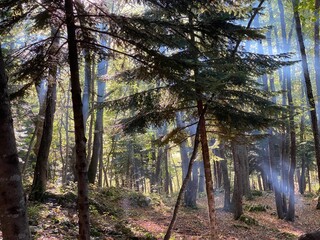 Sunbeams illuminate the misty atmosphere of a forest in Sant'Eufemia a Maiella, Abruzzo, Italy, creating a magical scene