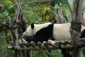 A panda sleeping on its stomach at the Giant Panda Base in Chengdu, Sichuan Province, China