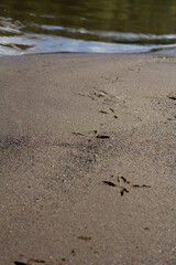 Fresh footprints of a stork in soft sand near the river, a quiet sign of wildlife presence.