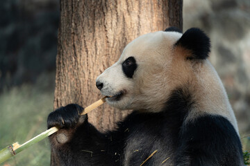 Su Yang, a giant panda at the Panda Park in Dujiangyan, Sichuan Province, China © ZCFei