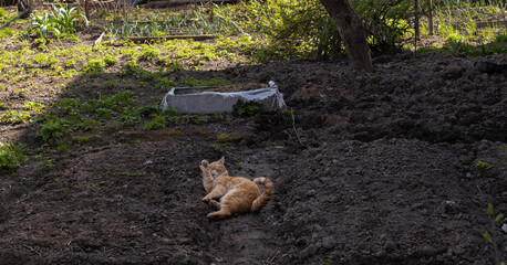 Ginger cat relaxing on soil in a garden with scattered greenery and garden tools
