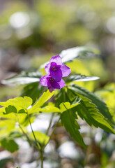 Violet flower in the spring forest