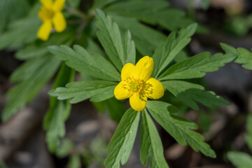 Yellow flowers in the spring forest