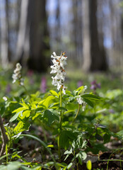 White flowers in the spring forest