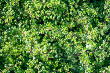 Green fresh aromatic creeping Thymus caucasicus bush growing in garden, closeup top view. Thyme...