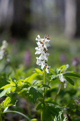 White flowers in the spring forest