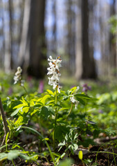 White flowers in the spring forest