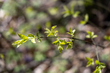 Young tree with green leaves