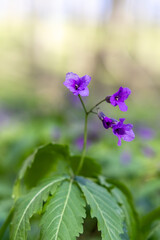 Violet flower in the spring forest