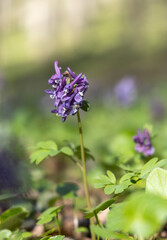 Purple flower in the spring forest