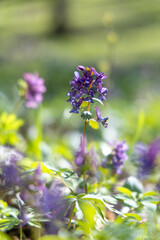 Purple flowers in the spring garden