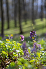 Purple flowers in the spring garden
