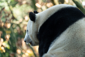 Bai Yun, an elderly giant panda at the Panda Park in Dujiangyan, Sichuan Province, China