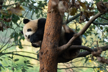 The young panda Qinghua in the China Giant Panda Park, Dujiangyan, Sichuan Province, China