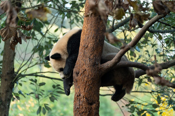 Obraz premium The young panda Qinghua in the China Giant Panda Park, Dujiangyan, Sichuan Province, China