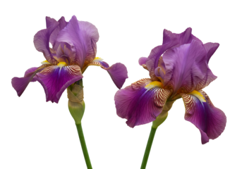 Bearded Iris Isolated on Transparent Background