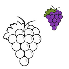 vector illustration of grapes coloring pages 