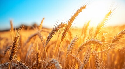 Fototapeta premium Wheat field glows in sunset light, golden harvest in agricultural setting