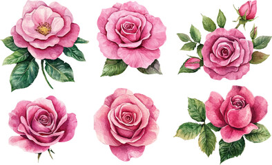 Fototapeta premium set of pink roses vector