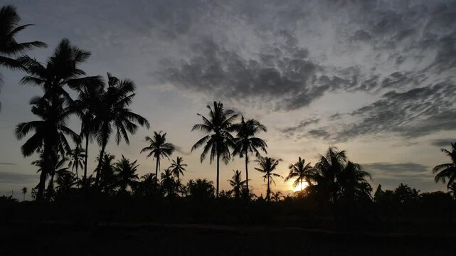 Siluet of palm trees at a dramatic sunset.
