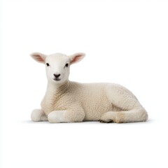 Fototapeta premium Lamb resting peacefully isolated on white background