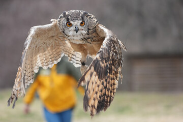 owl in flight