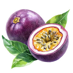 Passion Fruit Cut In Half, watercolor vector, isolated on a white background.