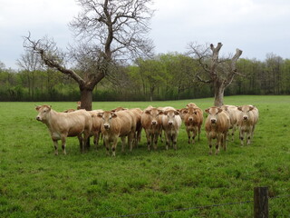 herd of cows