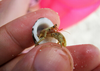 Close-Up of Hermit Crab in Hand