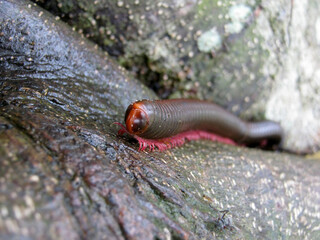 Close-up of Kivsyak Centipede on Tree Trunk. selective focus
