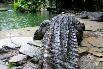 Close-up of scales on the back and tail of a crocodile lying on the riverbank near the water