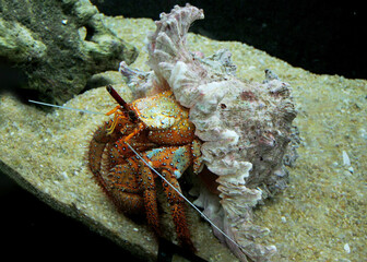 Hermit crab with an intricate shaped shell in its habitat