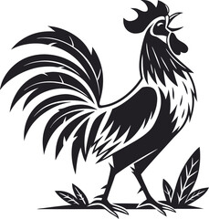 rooster isolated on white background
