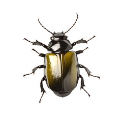 Close-up of a shiny black and yellow beetle with detailed segmented body and antennae isolated on white background, showcasing insect anatomy and structure