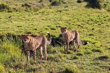 Two cheetahs standing in the savannah in Kenya