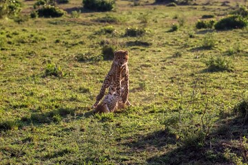 Two cheetah cubs playing in the african savannah during daytime