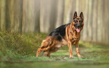 German shepherd standing in the woods, portrait 