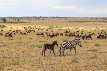 Zebra with foal walking in the african savanna with wildebeest herd grazing in background